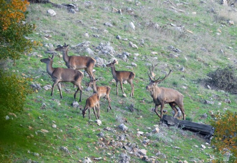 A herd of maral in Kiasar National Park, Iran. Photograph by Hamed Tizrooyan. Used with permission.