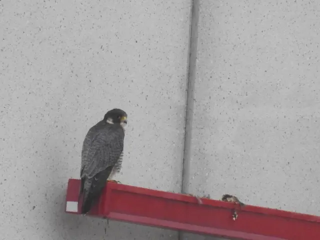 Falco peregrinus