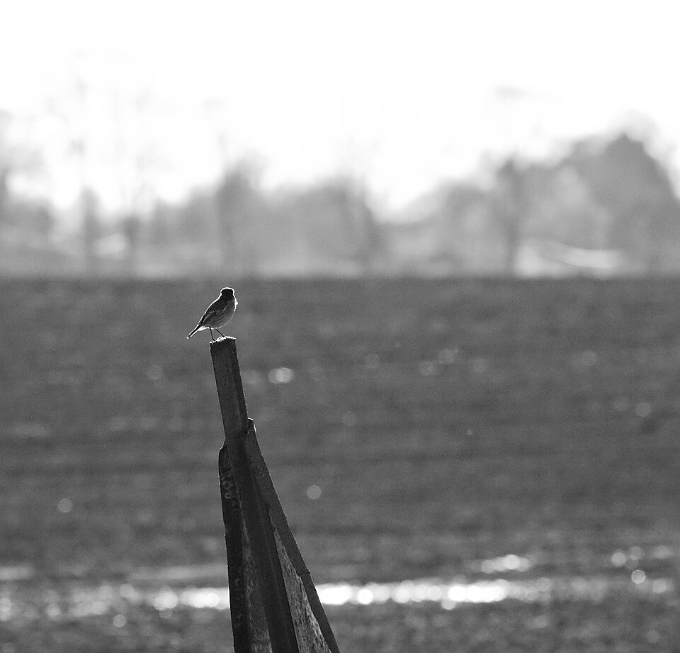 Backlit Bird on a traffic sign (23191674779).jpg