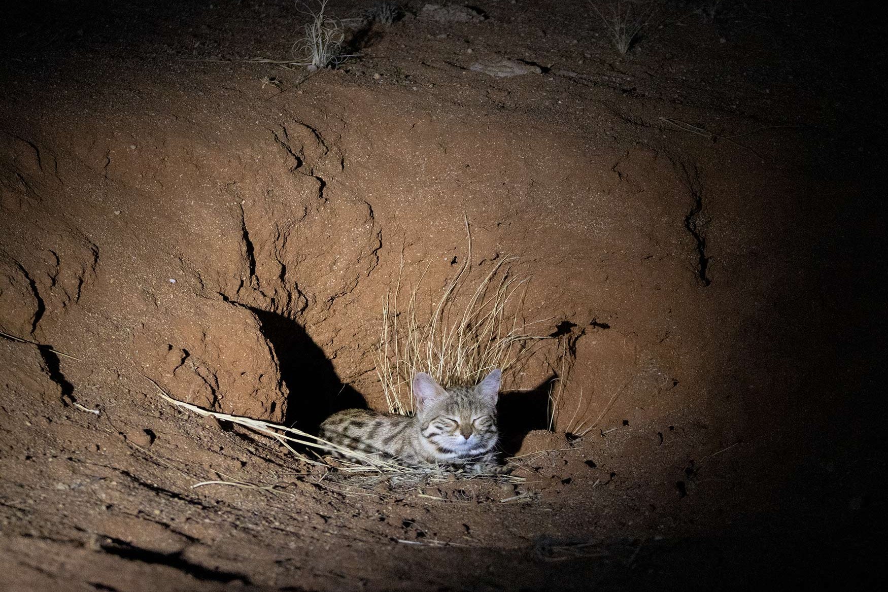 F. nigripes in a springhare burrow in southern Namibia. Image courtesy of Harold Brindley.