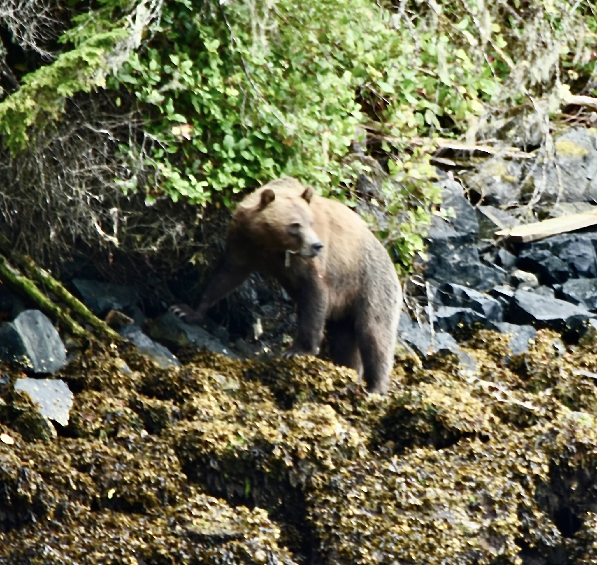 Ursus arctos