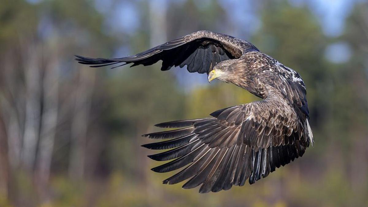 A white-tailed eagle is flying in a forest. Its wings are spread out in front of its body.