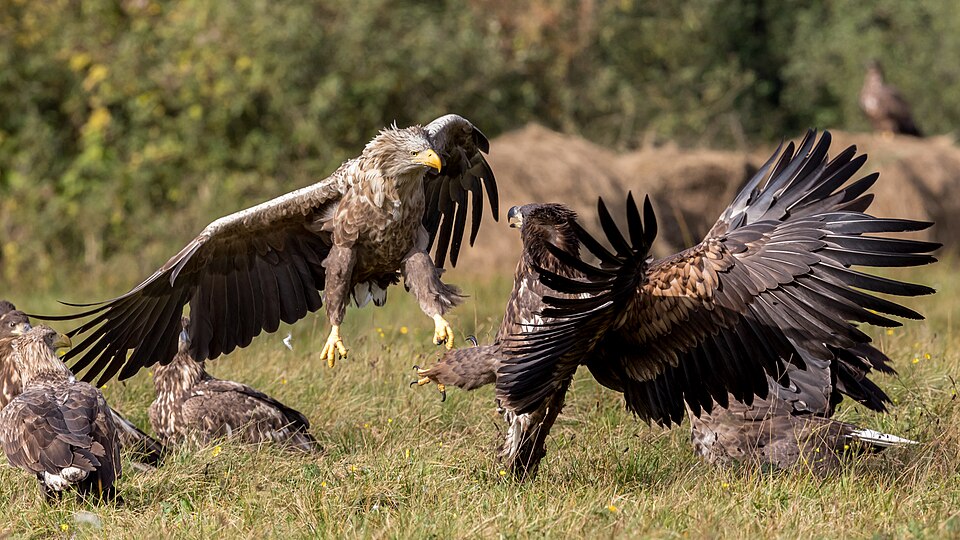 Fighting white-tailed eagles (Haliaeetus albicilla) (2).jpg