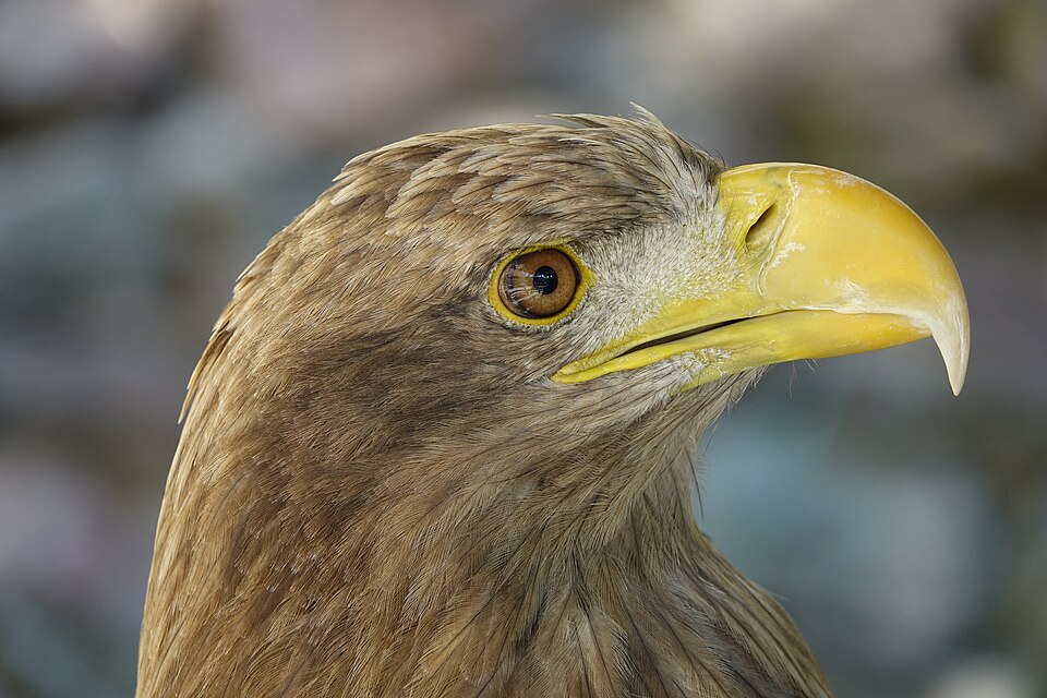 Pygargue à queue blanche (Haliaeetus albicilla) - tête.jpg