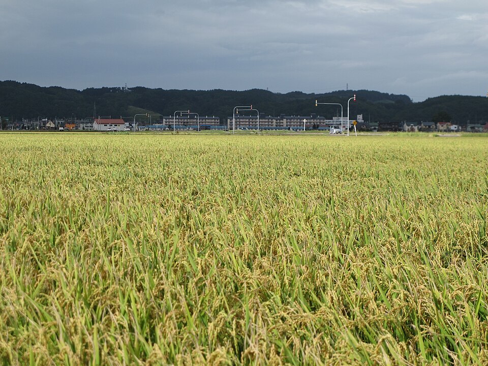 Rice Fields Before Harvest in Autumn Hokkaido Japan.jpg