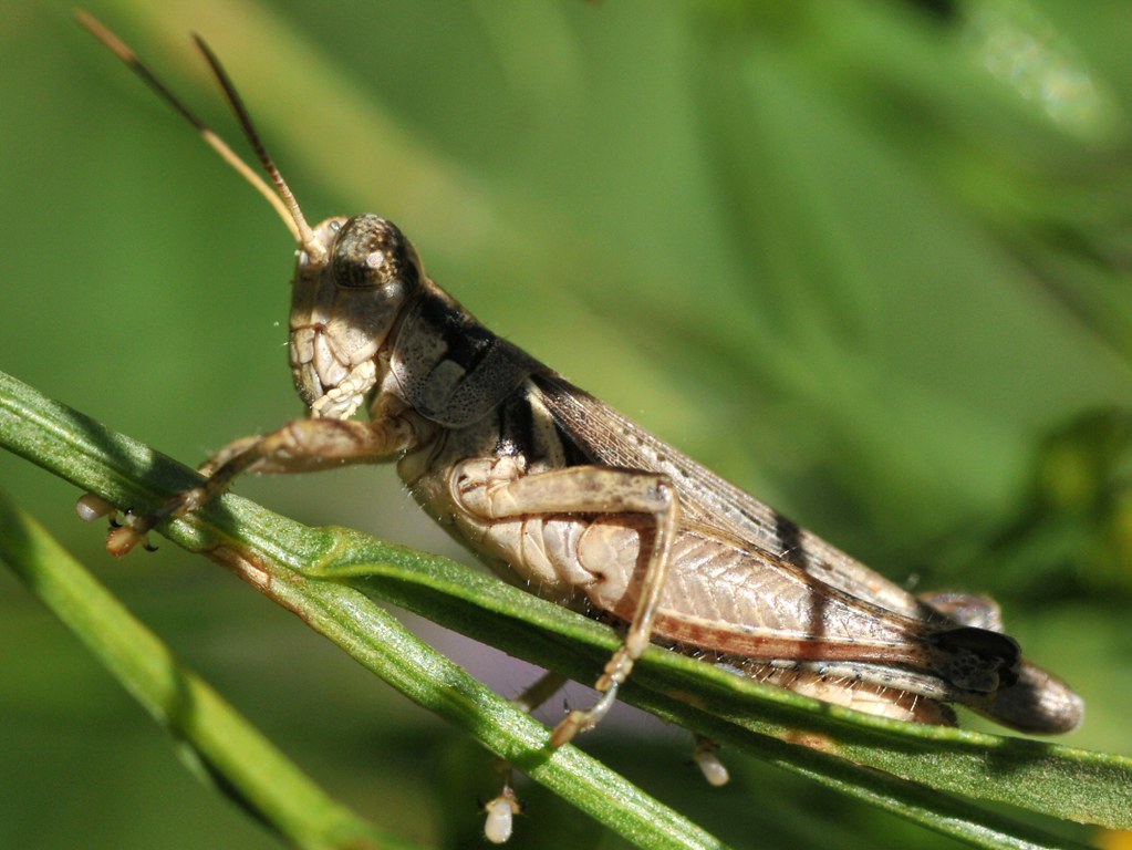Acrididae