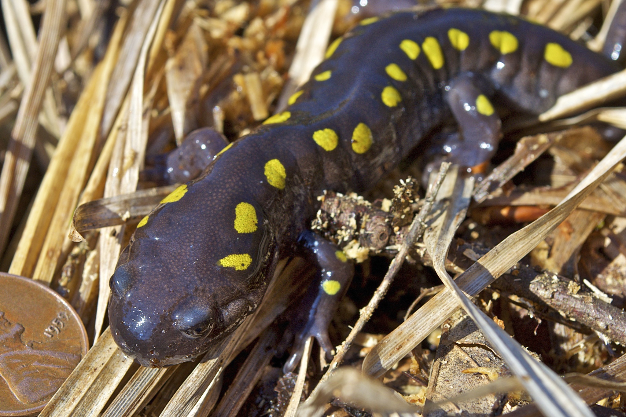 Ambystoma maculatum