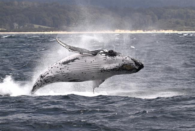 Megaptera novaeangliae