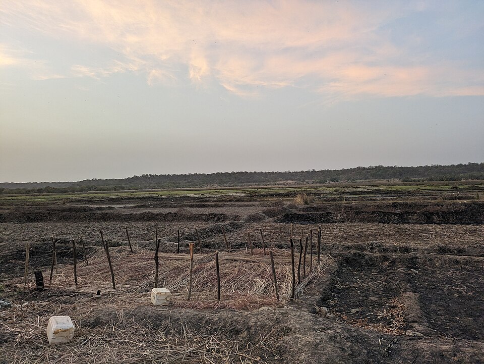 Rice fields in the Gambia.jpg