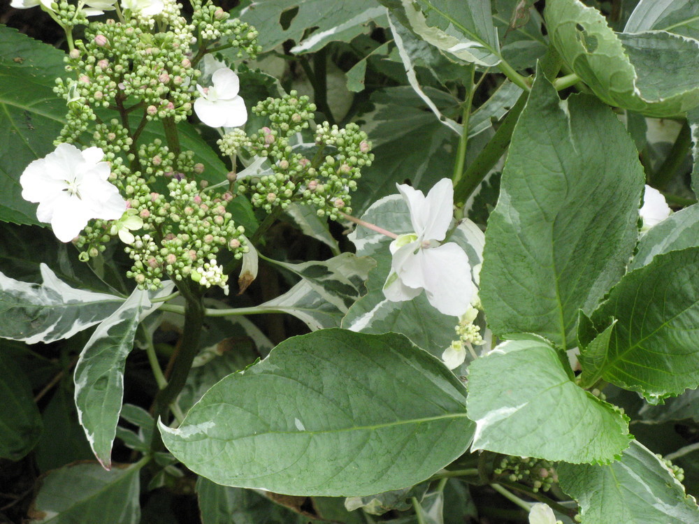 Hydrangea macrophylla