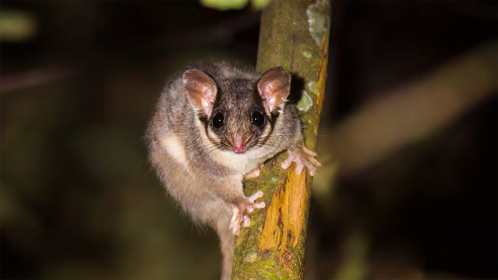 Wollert (Leadbeater’s Possum) on Wurundjeri Country. Photo by Steven Kuiter