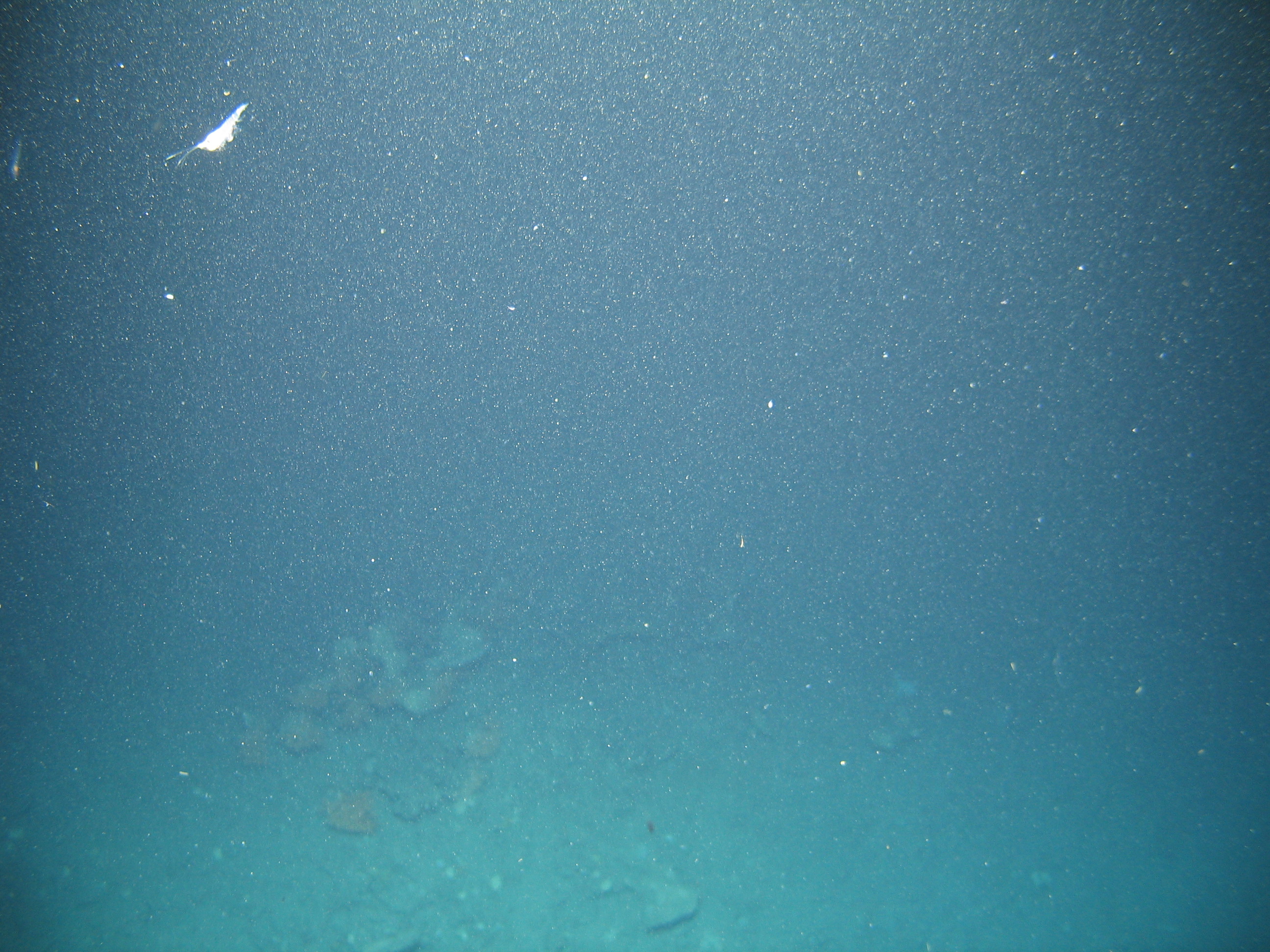 Porifera
