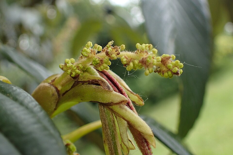 Quercus rex kz05.jpg