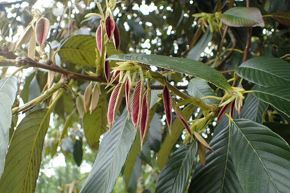 Quercus rex kz07.jpg