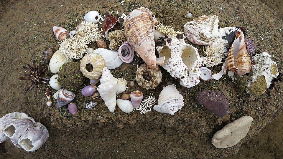 Seashells and coral of the Galápagos.JPG