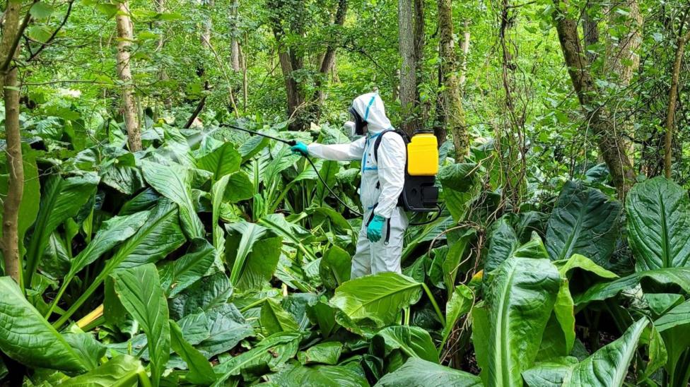 A person wearing white protective clothing, gloves and a respirator sprays a dense area of large green American skunk cabbage plants in woodland.