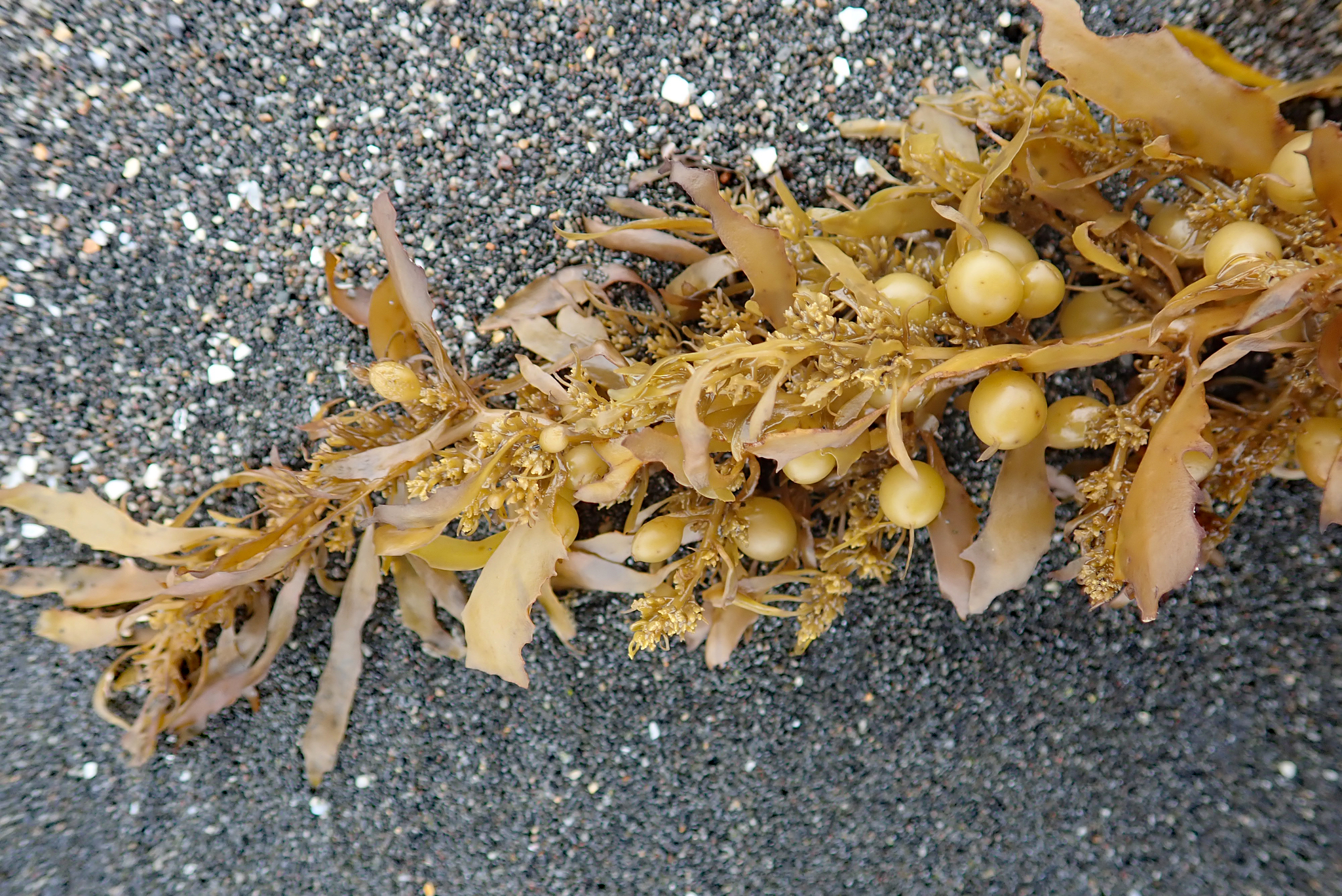 Sargassum sinclairii