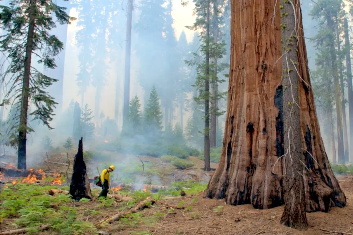 A controlled burn in Sequoia National Park.