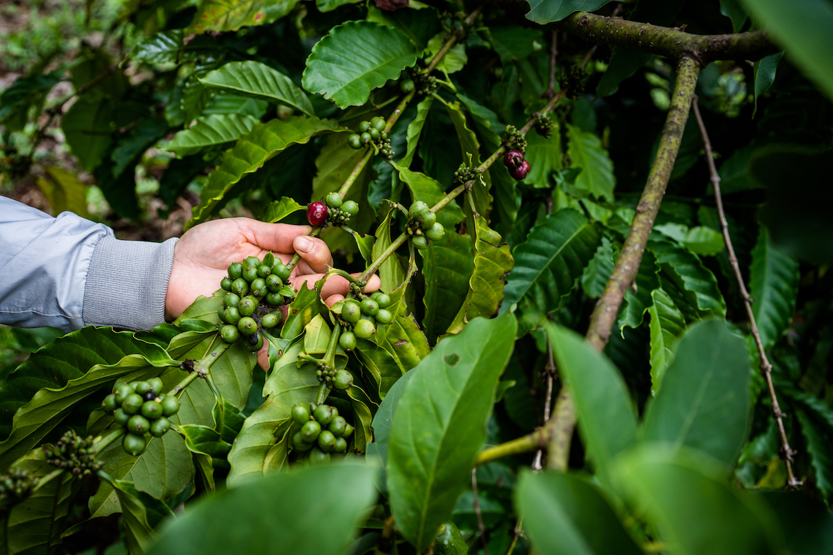 Vietnam is now the top producer of robusta beans used in cheap and instant coffee blends, but it carries a huge cost for Vietnamese communities and forests. Image courtesy of Quinn Mattingly/Panos Pictures/Unfold Stories.