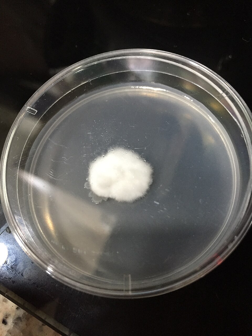 White mycelium growing on agar.jpg