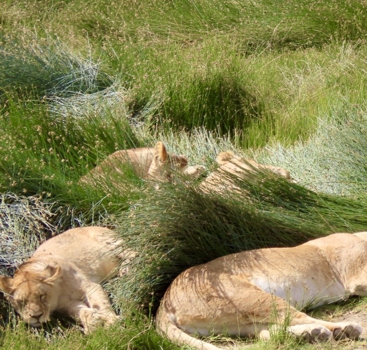 Panthera leo