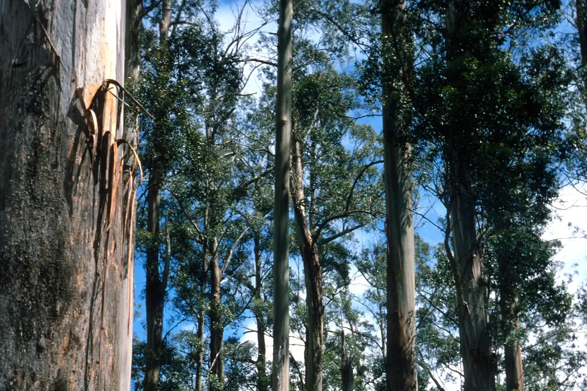 Mountain Ash trees.