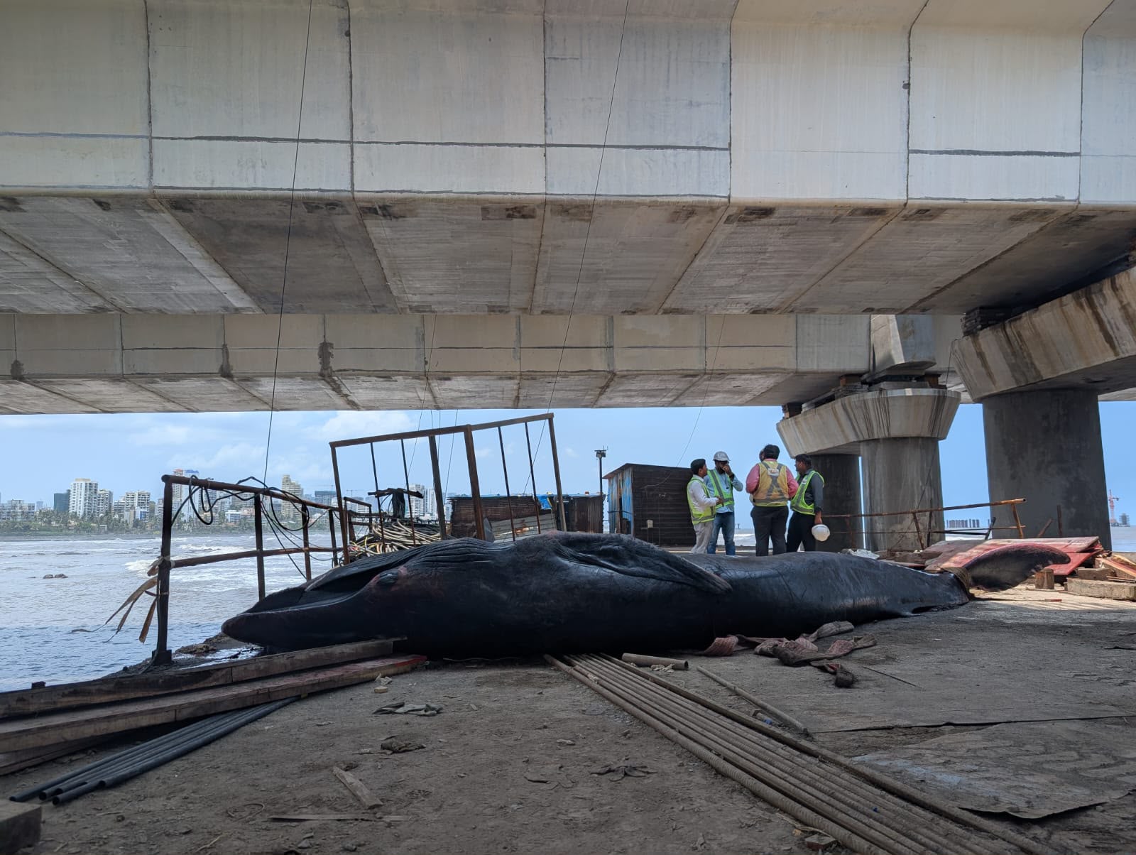 Stranded whale calf in Mumbai. Image courtesy of Shaunak Modi.