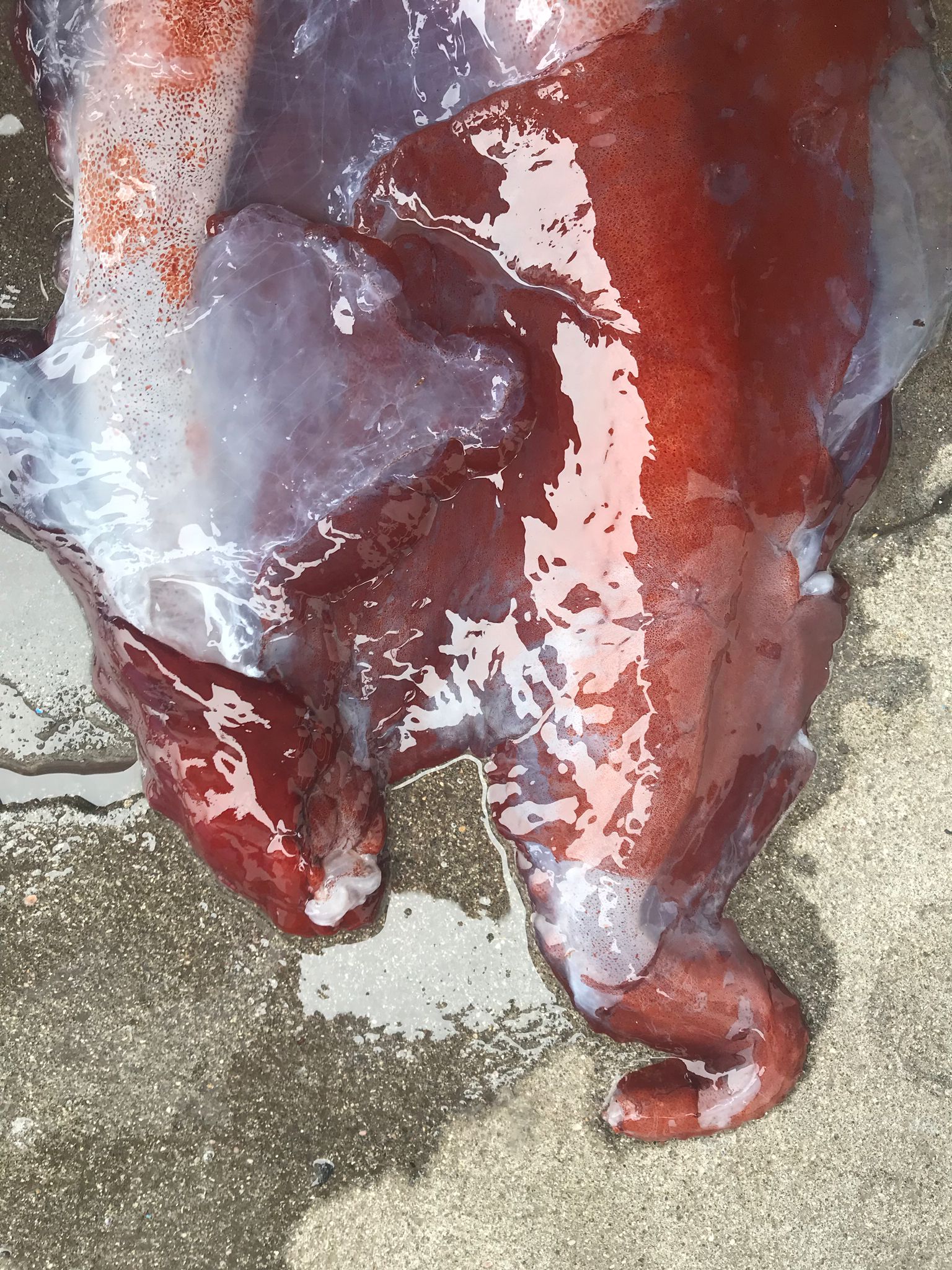 Haliphron atlanticus