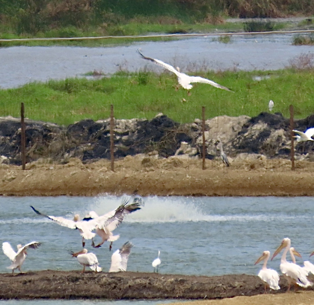 Pelecanus onocrotalus