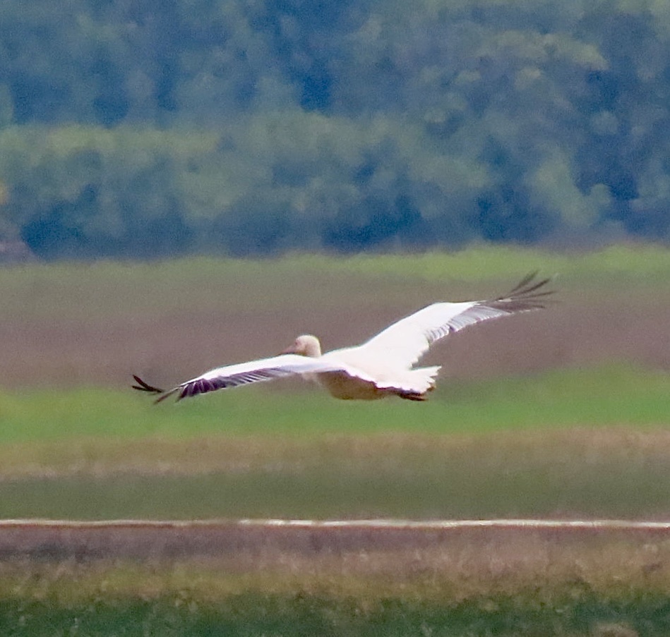 Pelecanus onocrotalus