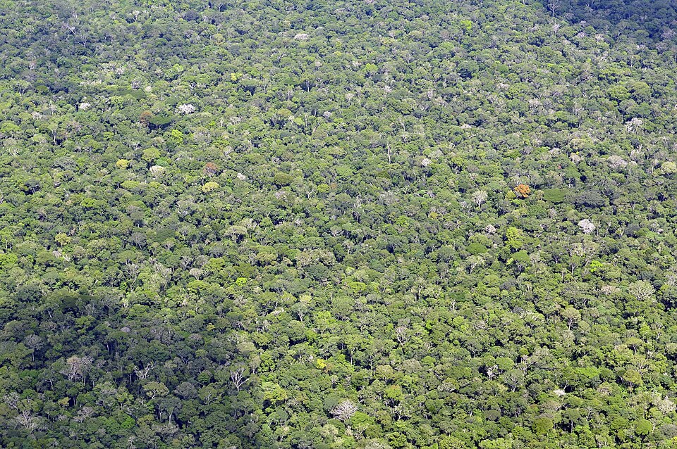 Brazilian Amazon.jpg