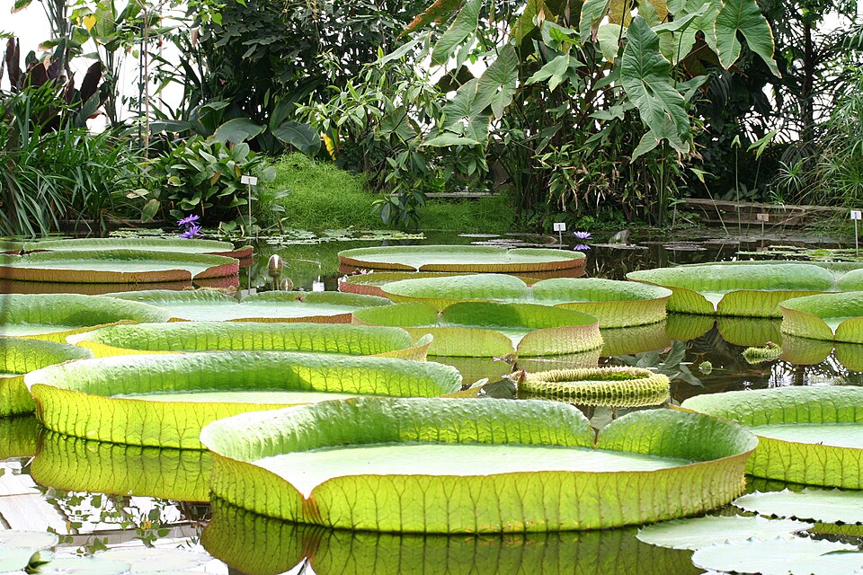 "Victoria amazonica JPG01.jpg", CC BY-SA 2.5, via Wikimedia Commons Victoria amazonica JPG01.jpg — "Victoria amazonica JPG01.jpg", CC BY-SA 2.5, via Wikimedia Commons