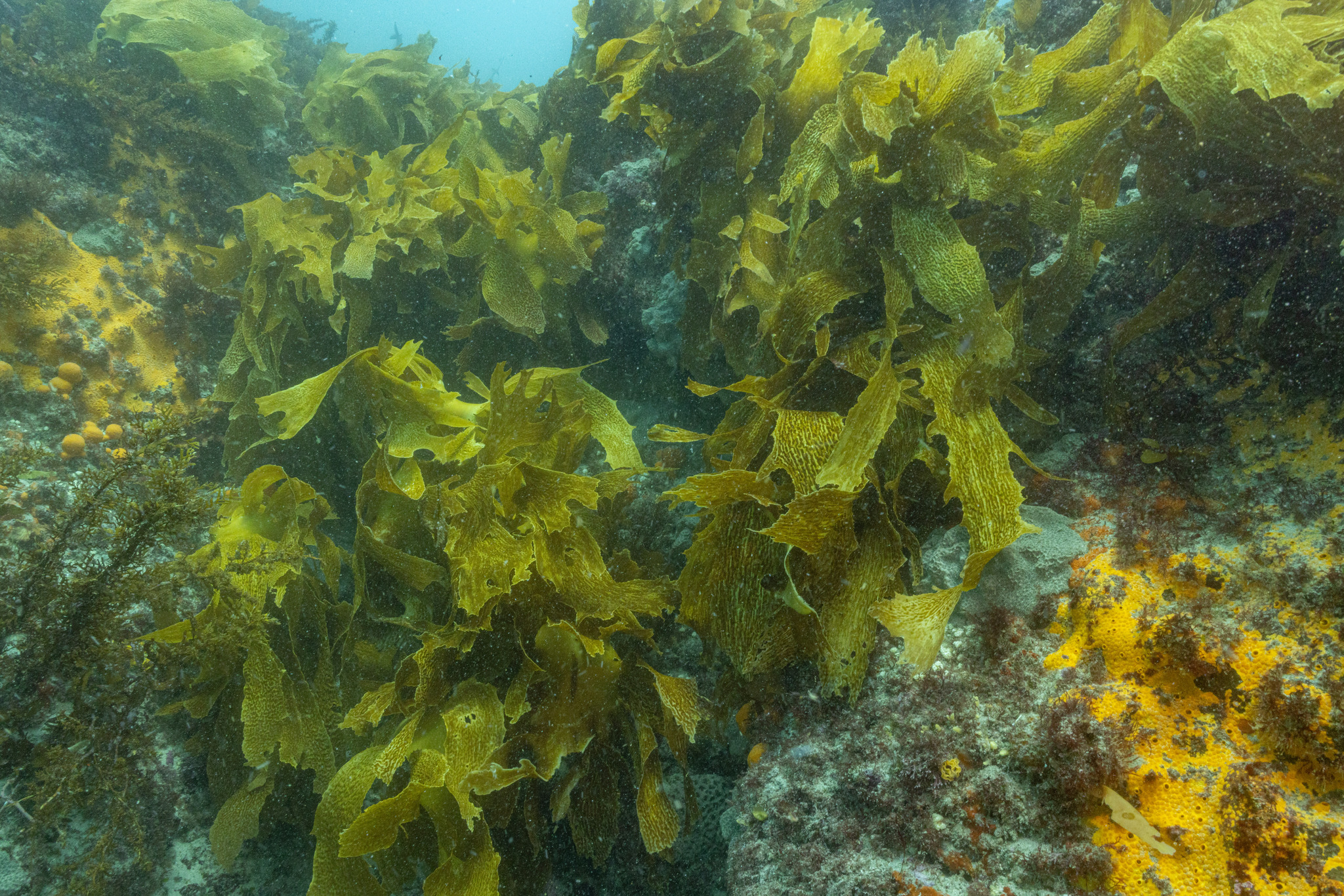 Ecklonia radiata — "Ecklonia radiata" by Shaun Lee, via GBIF · CC BY 4.0