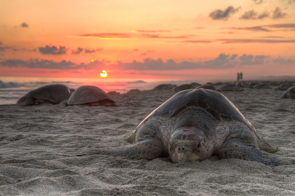 Turtle golfina escobilla Oaxaca Mexico Claudio Giovenzana 2010.jpg