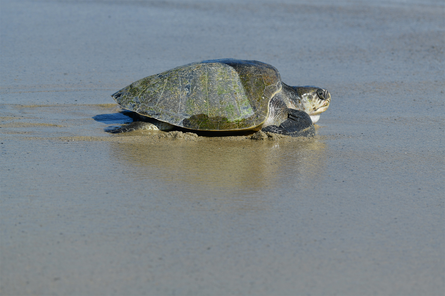 Mangrove Marine Park is home to threatened species such as the African manatee and olive ridley turtles (in picture). Image by Panegyrics of Granovetter via Flickr (CC BY-SA 2.0).