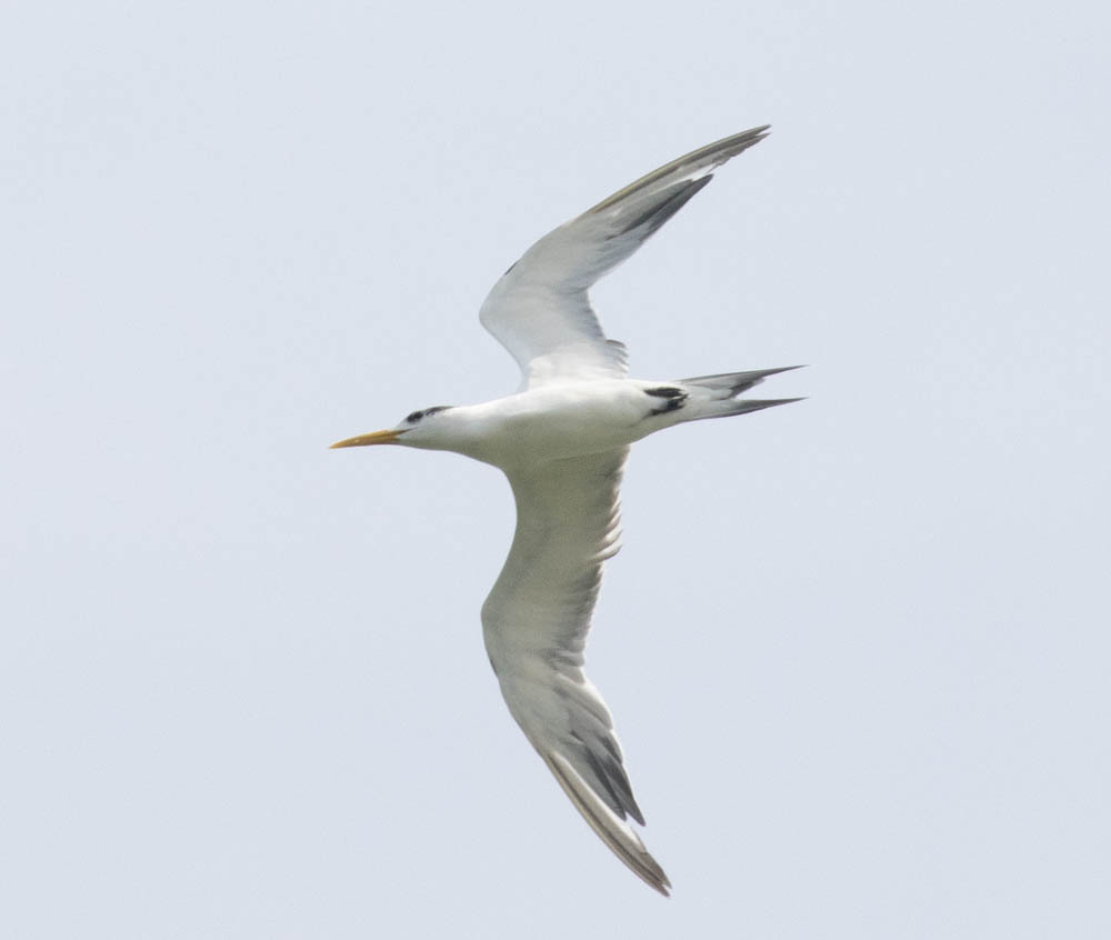 Thalasseus bergii