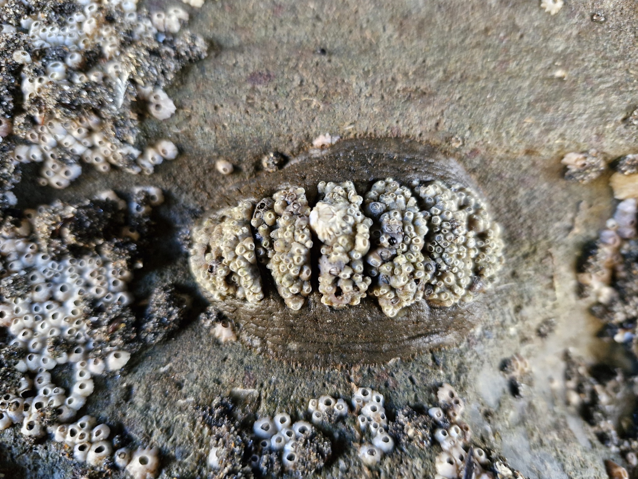 Plaxiphora obtecta