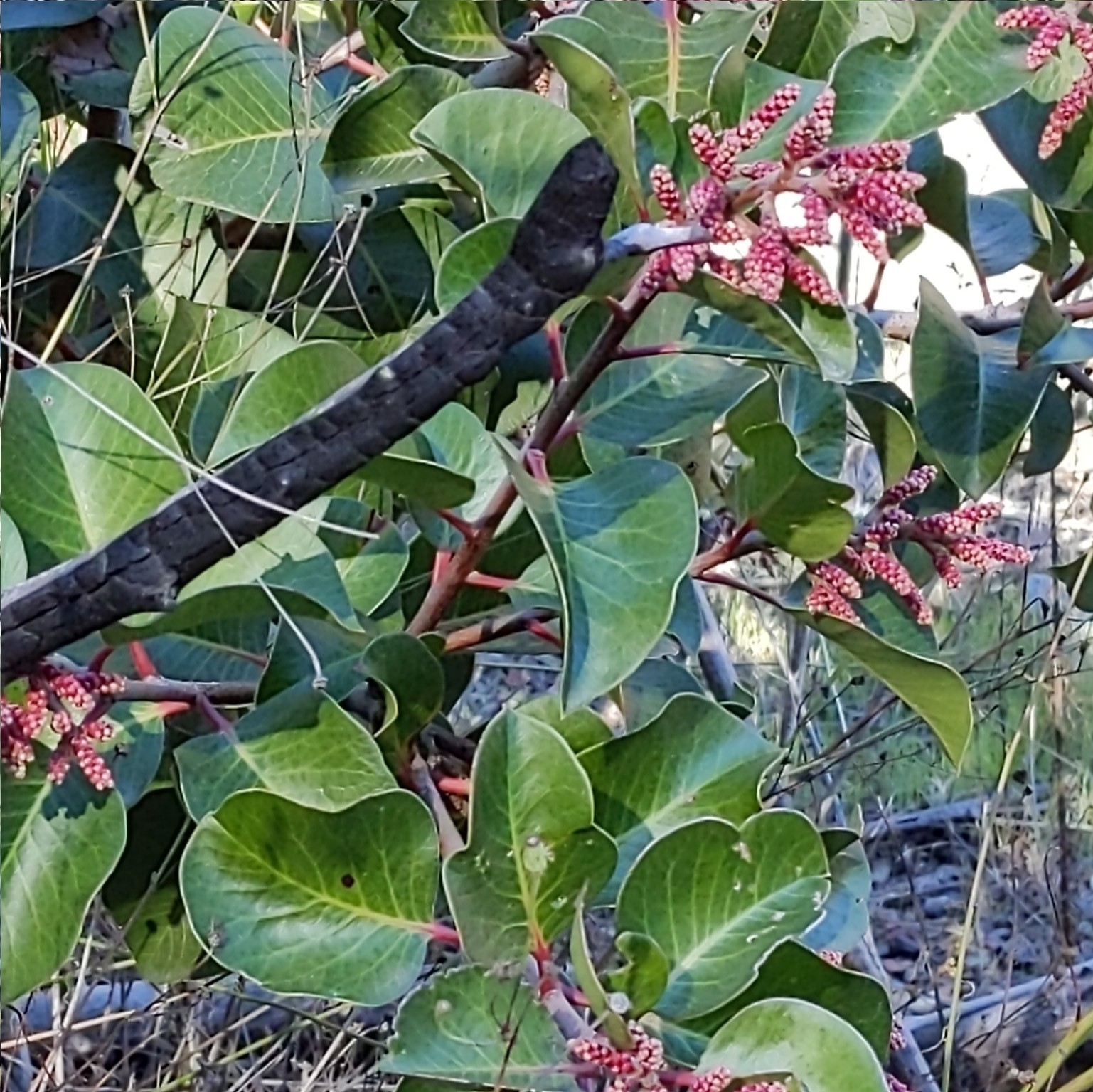 Rhus ovata