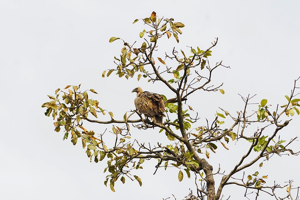 Himalayan Griffon Vulture (Gyps himalayensis) Perched above the world, where silence rules the skies 03.jpg