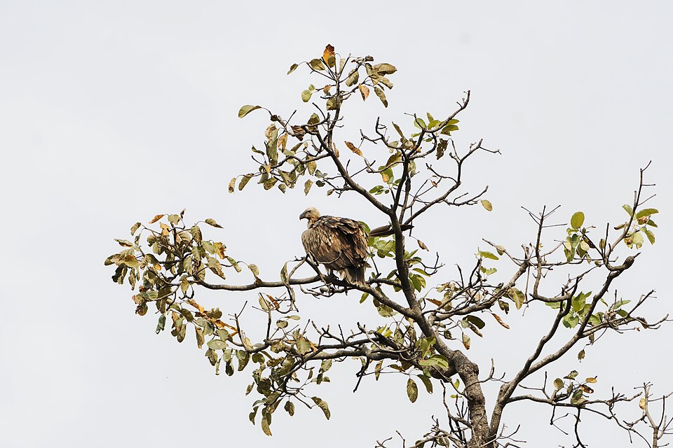 Himalayan Griffon Vulture (Gyps himalayensis) Perched above the world, where silence rules the skies 06.jpg