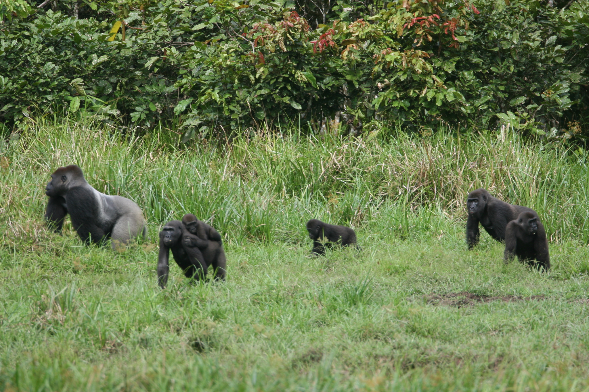 Gorilla gorilla