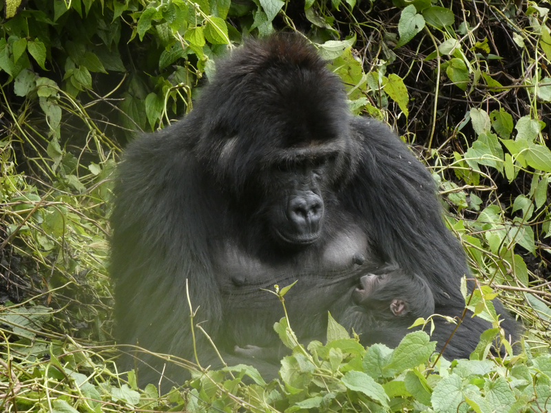 Banner image: Lulingu, a Grauer gorilla, holding her new baby. Image courtesy of GRACE Gorillas.