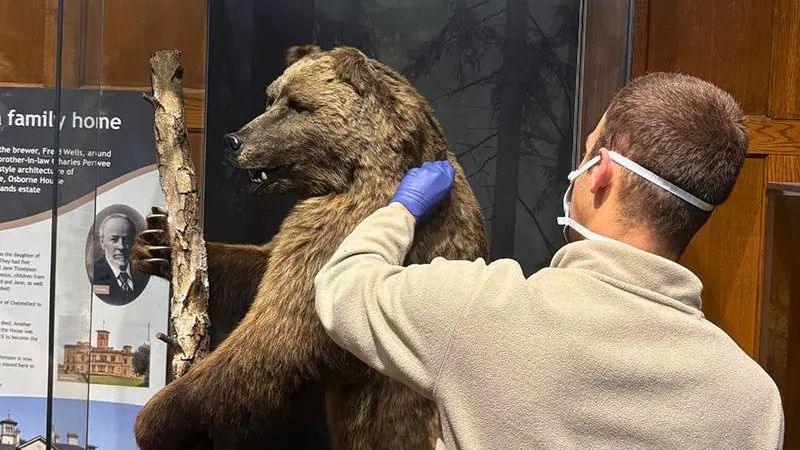 A man wearing a light-coloured fleece top and blue gloves is seen extracting a hair from a taxidermy brown bear in a glass cabinet.