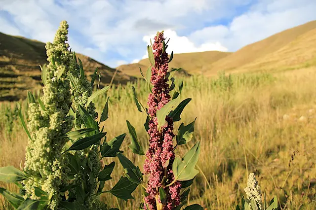 Chenopodium quinoa