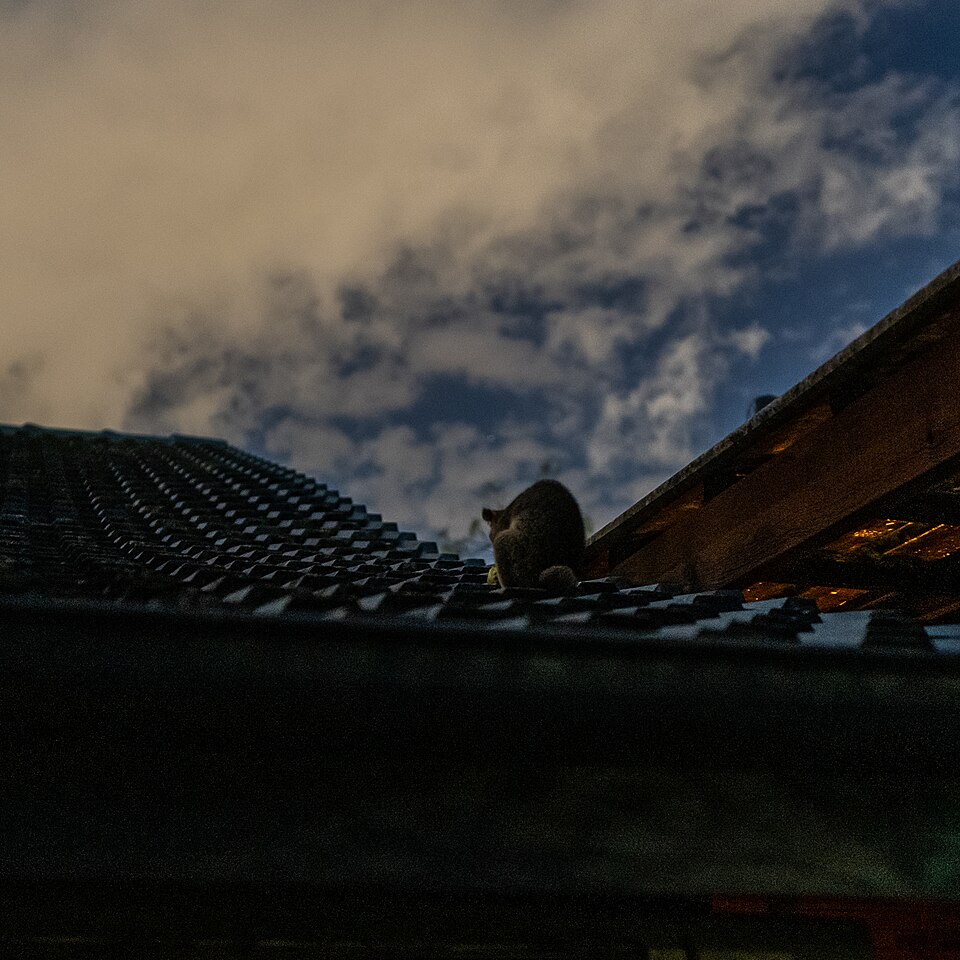 Common brushtail possum eating a pear on the roof 74 Sunbury St Geebung L1000134.jpg
