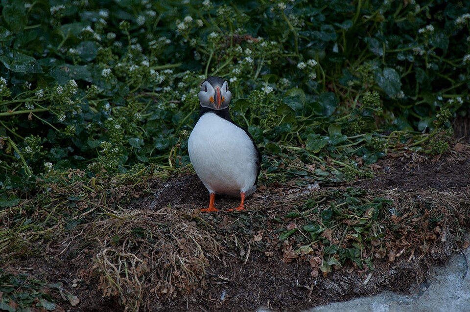 Fratercula arctica Atlantic Puffin Hornøya, Vardø, Norway 2013-07-05 Flickr Photo by Teo Laakso.jpg