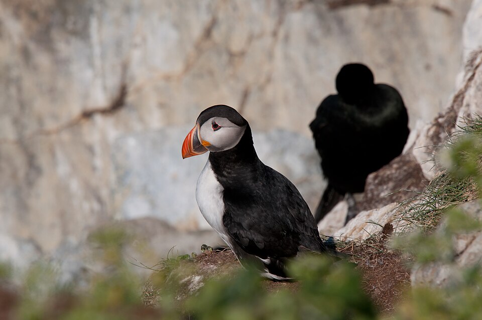 Fratercula arctica - 9653484418 Atlantic Puffin Hornøya, Vardø, Norway 2013-07-05 Flickr Photo by Teo Laakso.jpg