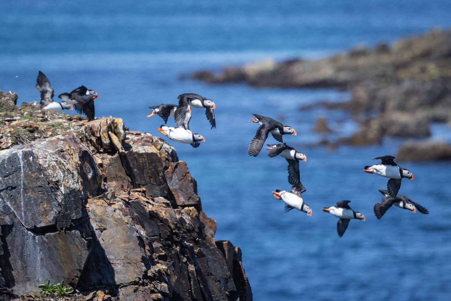 Puffins diving from a cliff in Newfoundland and Labrador, Canada in October 2025. Credit: Cavan Images / Alamy Stock Photo