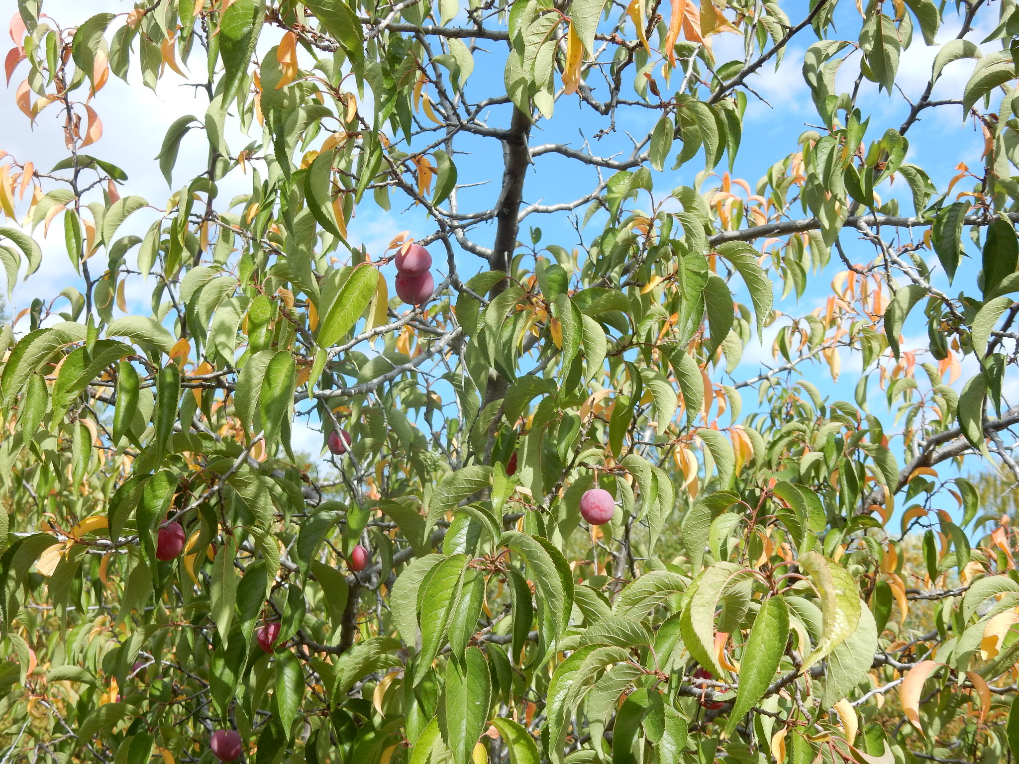 Prunus americana
