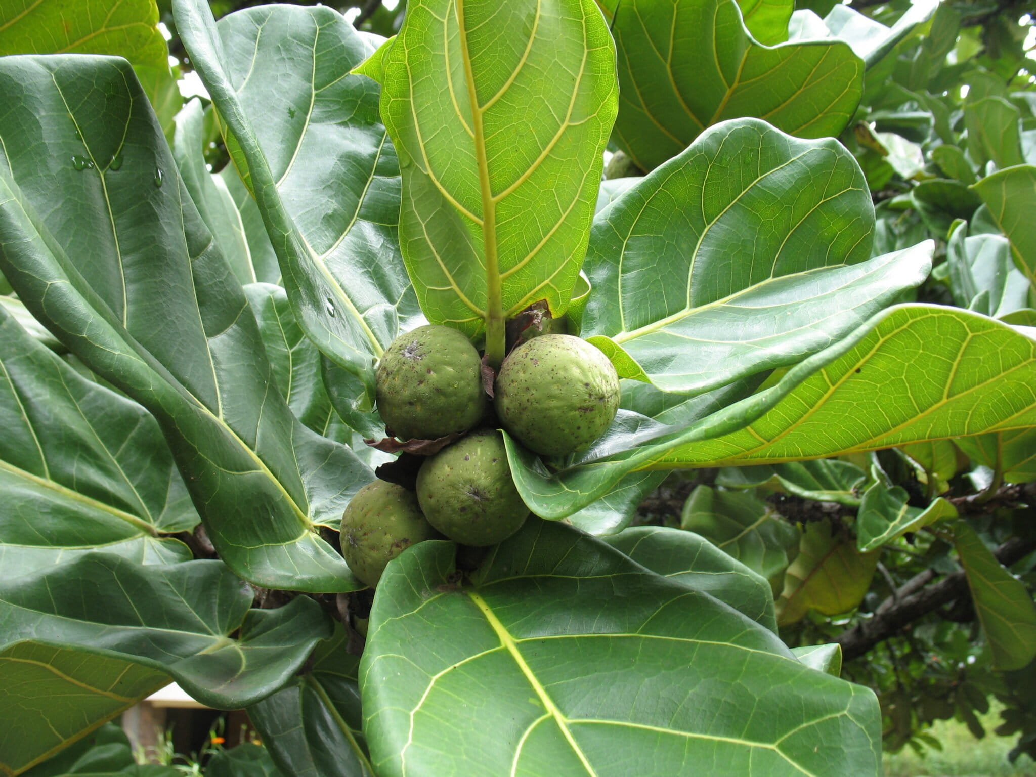 Masuku plums (Uapaca kirkiana) — Image by Steven Haw via Wikimedia Commons (CC BY 2.0).
